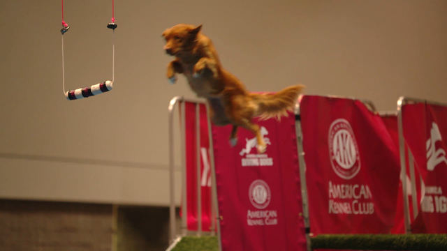 Eukanuba National Dog Show Live Stream Eukanuba National Dog Show Live Stream